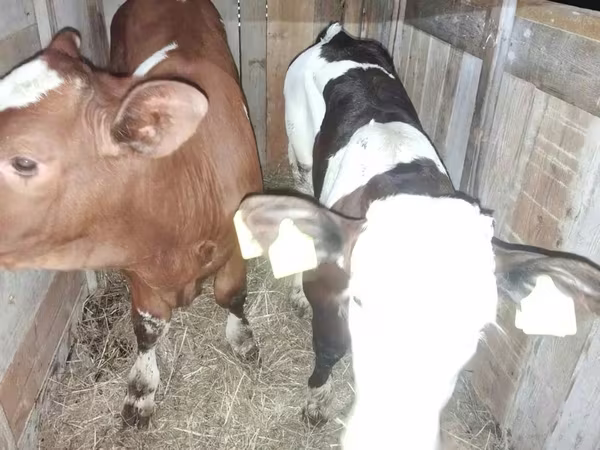 Býk, Simmental cattle