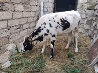 Krava, Russian Black pied cattle — foto 6