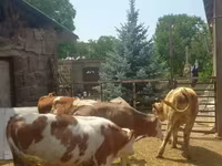 Bull, Simmental cattle — photo 7