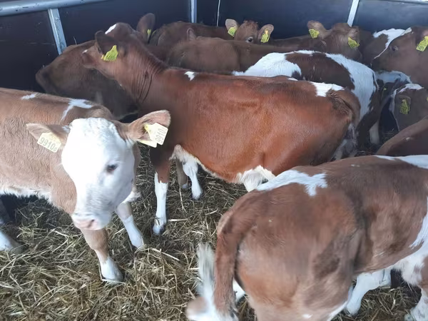 Bulle, Limousin-Kuh