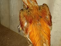 Chickens — photo 2
