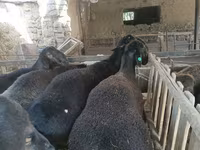 Qoç, Rhon sheep — foto 6