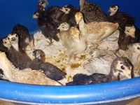 Turkeys — photo 4