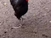 Australian Pit Game fowl — photo 1