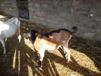 Keçi, Alpine goat — foto 2