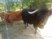 Buğa, Highland — foto 7