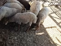 母羊, Sheep — 照片 5