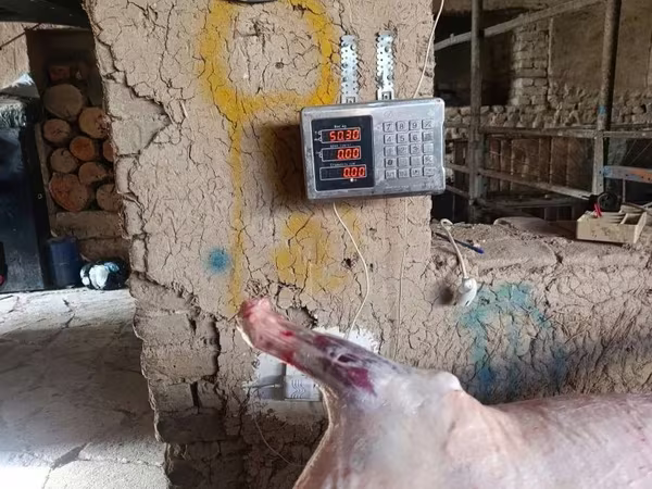 Qoç, Qoyunlar