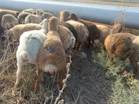 Sheep, Sheep — photo 1