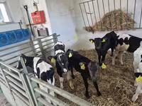 Býk, Russian Black pied cattle — foto 1