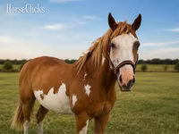 At, American paint horse — foto 3