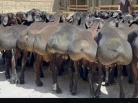 Ram, Hissar sheep — photo 6