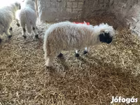 Beran, Wallis Country sheep — foto 1