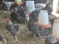 Turkeys — Foto 5