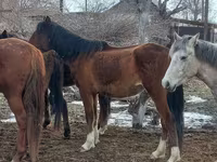 Klisna, Kazakh horse — foto 7