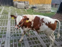 Býk, Skot — foto 1