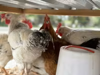 Chickens — photo 3