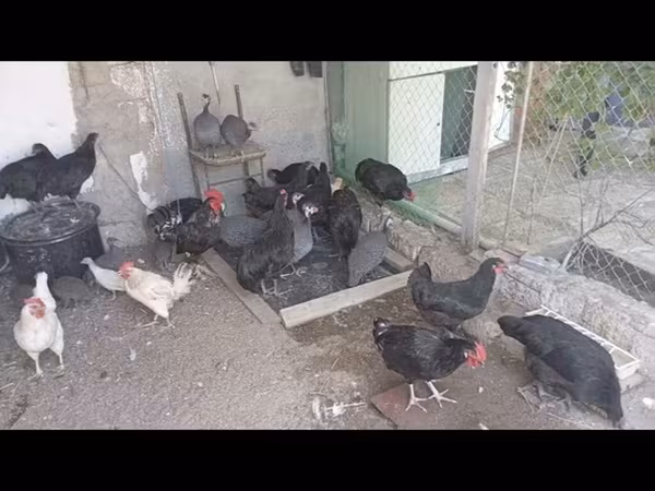 Avstraliya Pit Game quşu