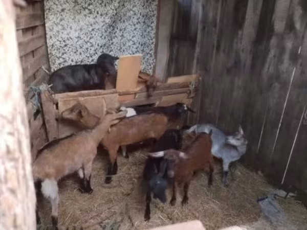 Kozioł, Kozy