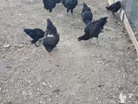 Chickens — الصورة 4