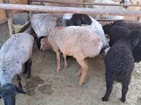Ram, Sheep — photo 7