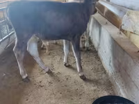Cow, Cattle — photo 4
