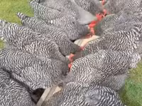Australorp — Foto 2