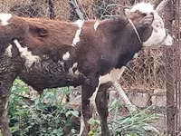 Buğa, Qırmızı-ləkəli cins — foto 5