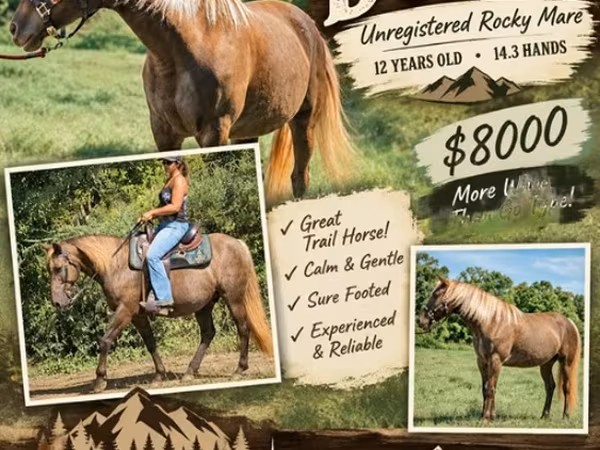 Mare, Kentucky mountain daddle horse