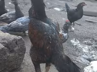 Chickens — photo 2
