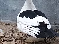 Ducks — Foto 1