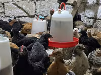 Chickens — photo 2
