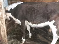 Krowa, Simmental cattle — zdjęcie 1