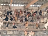 Chickens — photo 1