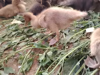 Ducks — फ़ोटो 4