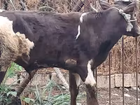 Buğa, Qırmızı-ləkəli cins — foto 2