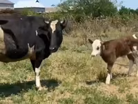 Cow, Russian Black pied cattle — photo 3