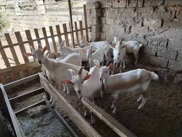 Keçi, Saanen goat — Azərbaycan