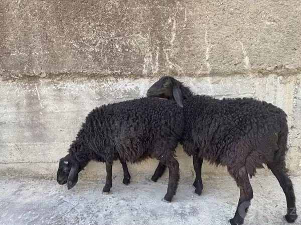 Ram, Sheep