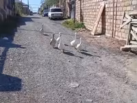 Geese — photo 3