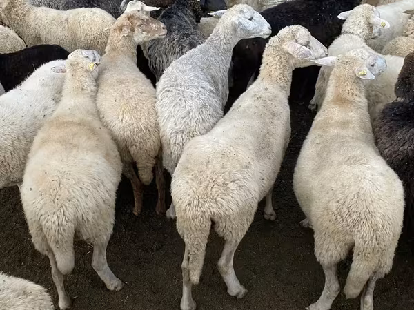 نعجة, الأغنام
