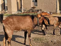 Koza, Kozy — zdjęcie 2