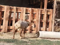 Ram, Rhon sheep — photo 5