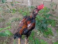 Chickens — photo 2