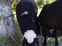 绵羊（批次，未指定性别）, Sheep — 照片 2