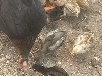 Chickens — photo 1