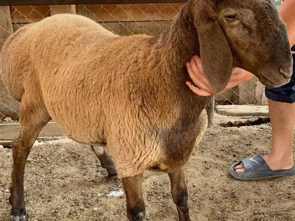 Sheep (batch, sex not specified), Blackheaded Persian sheep