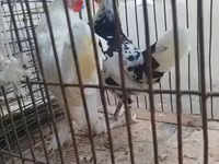 Chickens — Foto 1