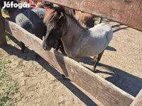 Toychoq, Shetland Pony — 5-rasm