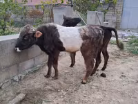 公牛, Cattle — 照片 1